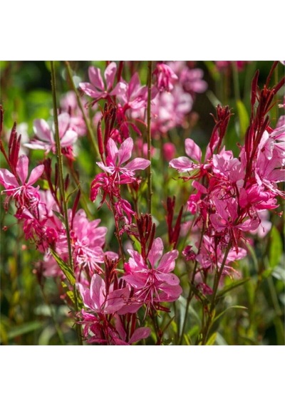1 Adet Pembe Renk Gaura Çiçeği Fidanı 15-45 Cm Tüplü Çiçekli Bodur Bitkiler Lindheimeri