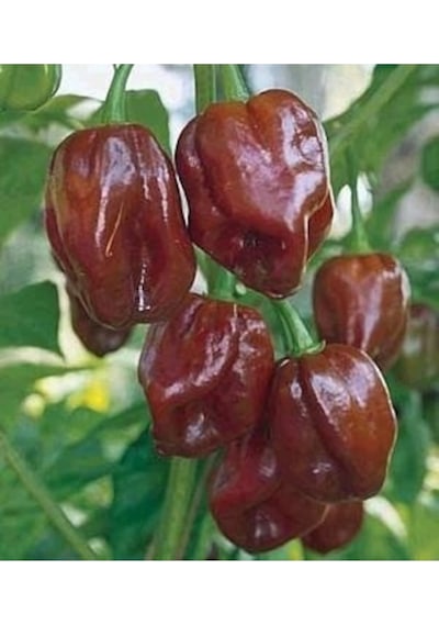 10 Adet Toum Dünyanın En Acı Biberi Habanero Biber Tohumu İthal Acı Habanero Biberi Tohumu Hediye To