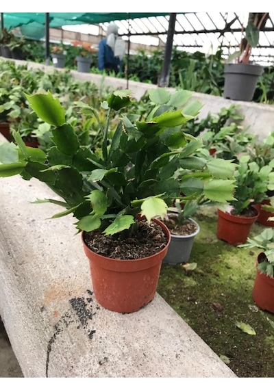 Schlumbergera 'purple' Kaktüs Yılbaşı Çiçeği