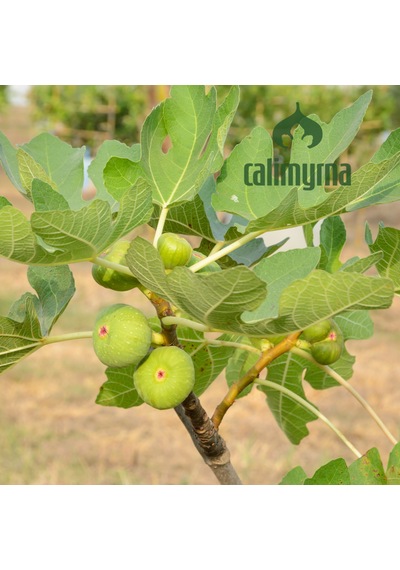 Calimyrna Doğal Kuru İncir 1 KG