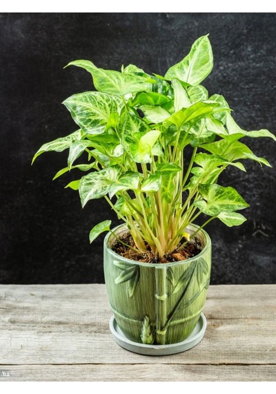 Dekoratif Canlı Melek Kanadı Çiçeği 1 Adet Saksılı 20-40cm Syngonium
