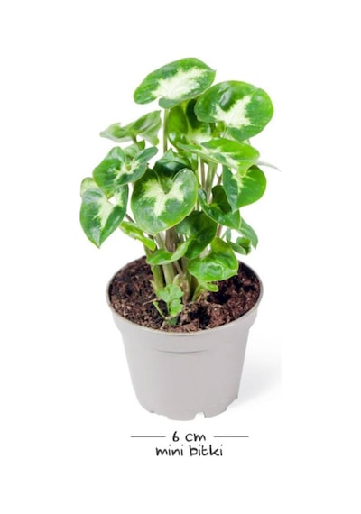 Syngonium Pixie - Set 2 Adet Melek Kanadı Çiçeği Fidanı 10-20 Cm