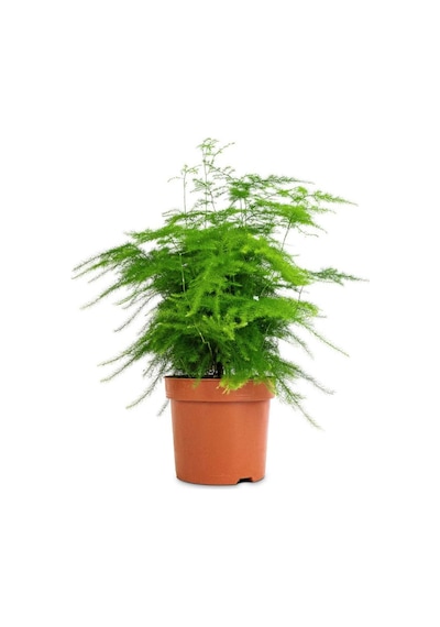 Kuşkonmaz Tül Çiçeği Asparagus Setaceus 1 Adet Saksılı 15-30cm