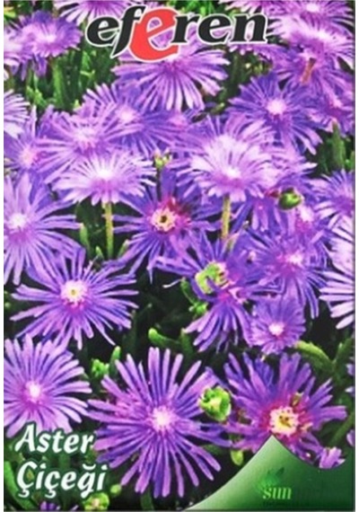 Aster Çiçeği Tohumu 1 Paket - 4 Saksı+torf Hediye