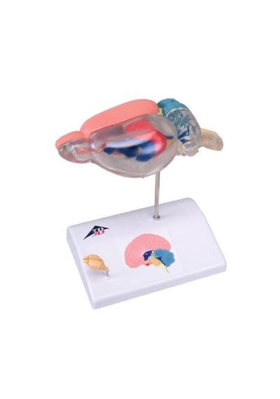 Fare Beyni Karşılaştırmalı Anatomisi - Fare Beyin Maketi 01