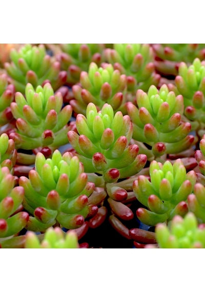 Sedum Rubrotinctum Jelibon Sukulent 180 Adet