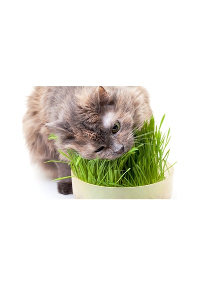 İthal Kedi Çimi Tohumu Ekim Seti 30 GRam Tohum +Saksı+Toprak
