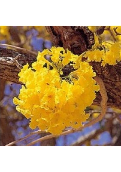 Tabebuia Ağacı Tohumu Ekim Seti 5 Tohum Saks Toprak Kombin