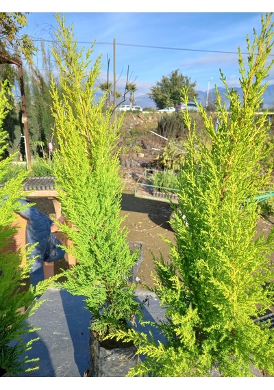 10 Adet Limon Çamı, Limon Servi 60-80 Cm. Siyah Poşette