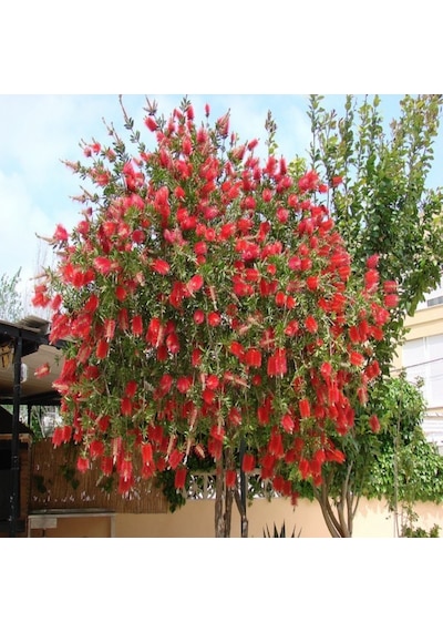 Tüplü Fırça Çalısı Fidanı 70-120 Cm