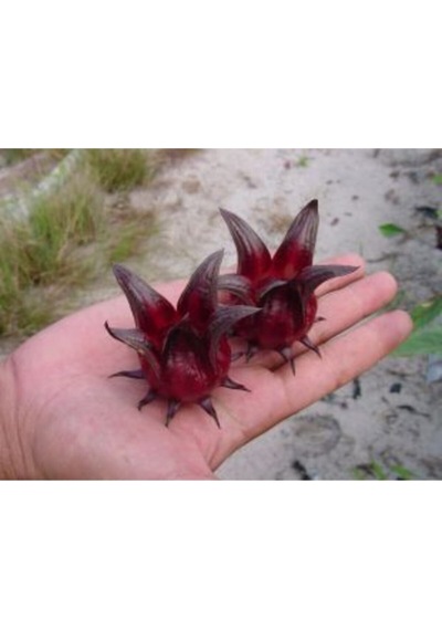 Ithal Hibiscus Tohumu Ekim Seti