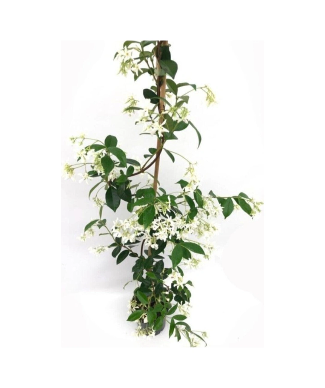 Arap Yasemin Kokulu Sarmaşık 10-20 Cm
