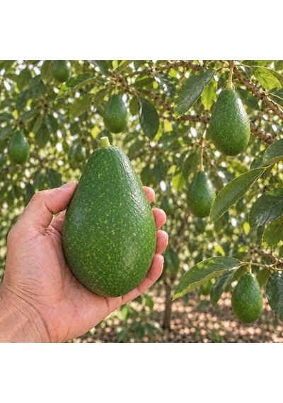 Zutano Avokado 20 Adet