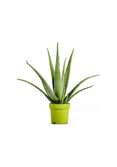 Aloe Vera Sarı Sabır 10 Adet