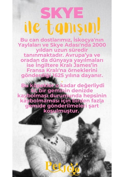Petjoo 6.Skye Sarı-Pembe Qr'lı Köpek Künyesi