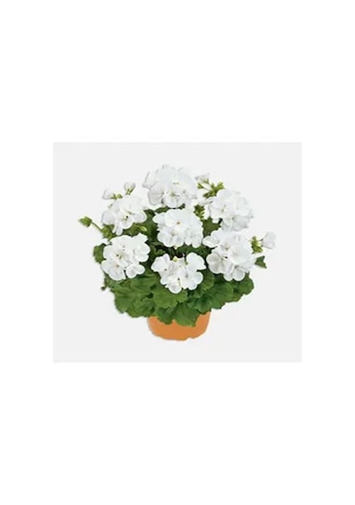 Beyaz Sakız Sardunya Çiçeği Fidanı 15-25 Cm Saksılı Çiçekli Bodur Bitkiler Pelargonium
