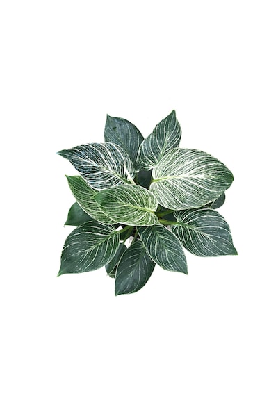 Philodendron 'Birkin' Ø14 CM Y25-30 CM