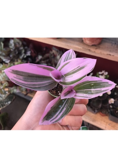 Videolu Pembe Telgraf Çiçeği 1 Adet Saksılı 10-15cm Salon Teras Bitkisi Tradescantia Nanouk