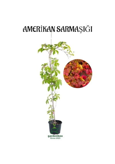 Duvar Çit Sarmaşığı Saksılı/tüplü 45-60cm Bahçe Sarmaşığı Kırmızı Renge Döner