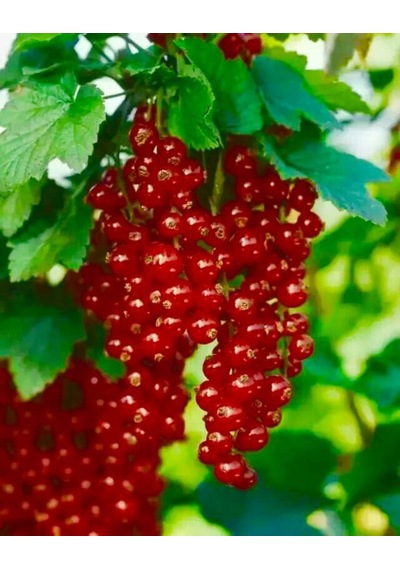 3 Lü Frenk Üzümü Fidanı Seti Uzun Ömürlü Ve Verimli Çalı