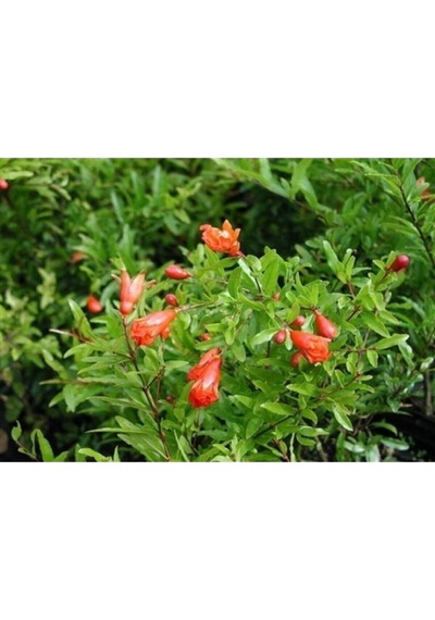 Videolu Bodur Süs Narı Çiçeği Fidanı 40-60 Cm Saksılı Çiçekli Bodur Bitkiler Pomegranate
