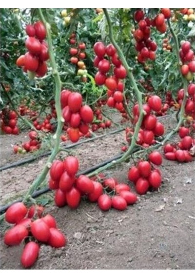 Saksılık Zeytin Domates Tohumu 10 Adet Tohum Kahvaltılık Domates Tohumu