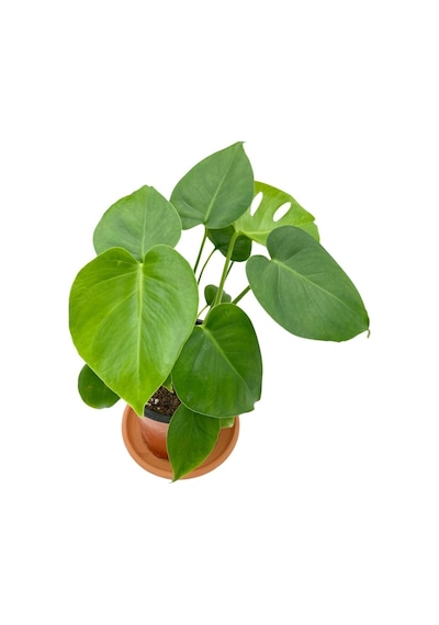 Monstera Deliciosa Deve Tabanı Orta Boy 45-50cm
