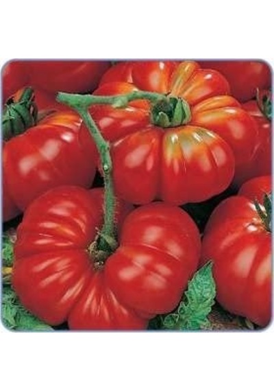 Çanakkale Domates Tohumu 20 Adet Tohum + Hediye Yerli Tohumlar Sku: Smgstk37988b699d Açık Gri