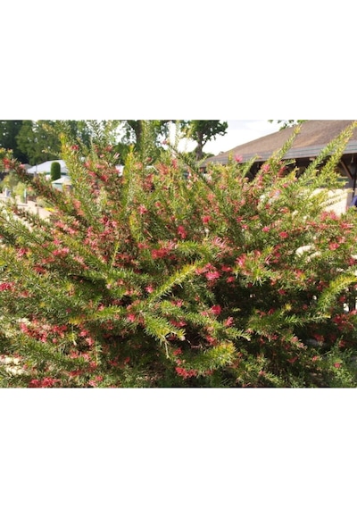 Gravilla Çalısı Çiçeği Fidanı 30-50 Cm Saksılı Çiçekli Bodur Bitkiler Grevillea Juniperina