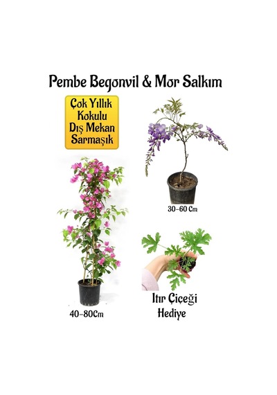 Pembe Begonvil Çiçeği+mor Salkım Ağacı Fidanı Itır Çiçeği Hediyeli Bahçe Peyzaj Seti