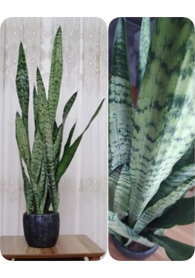 Yeşil Kılıç Çiçeği Fidanı 10-20 Cm