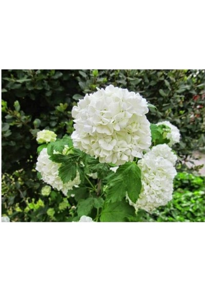 Saksılı Kartopu Çiçeği Fidanı 40-60 Cm