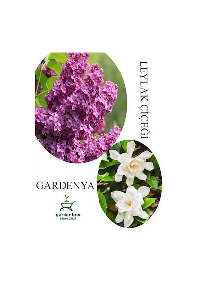 Leylak Çiçeği Fidanı 1 Adet Saksılı 30-60cm+kokulu Gardenya Çiçeği 20-40cm