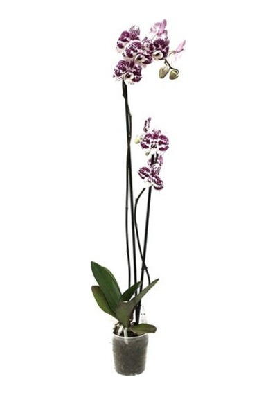 Phalaenopsis Purple Dots (Mor Orkide) 12 CM 70-80 CM