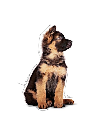 Royal Canin Maxi Puppy Yavru Köpek Maması 10 x 140 G