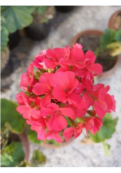Mercan Kırmızı Sardunya Fidesi 10-20 Cm