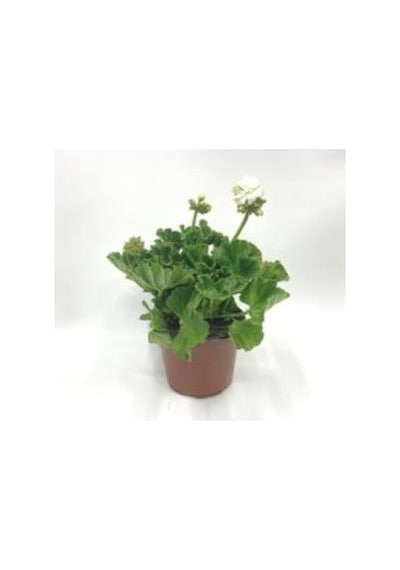 Bordo Ceylangözü Hanımefendi 10-20 Cm