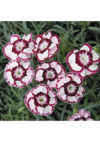 Dianthus Heddewigii Gaiety Mix Karanfil Çiçeği Tohumu 100 Adet