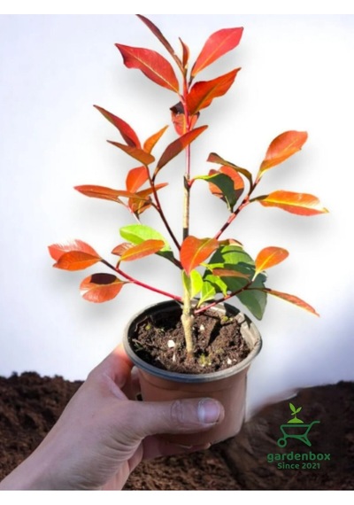 Alev Ağacı Çit Bitkisi Alev Çiçeği Fidanı Photinia Red Robin 20-30 Cm