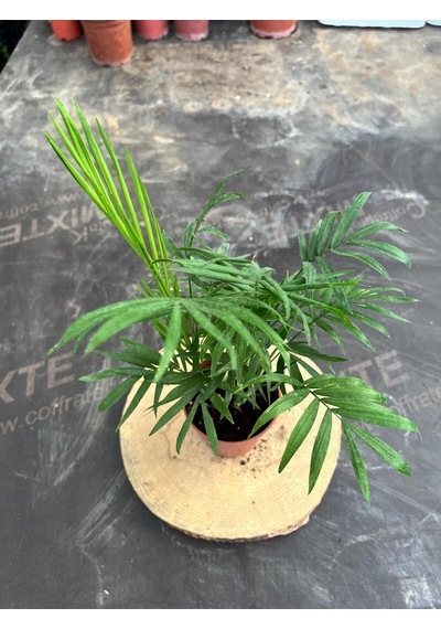 Chamaedorea Elegans Dağ Palmiyesi 40-50cm