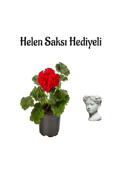 Hediyelik Kırmızı Renk Saradunya Çiçeği Sevgililer Gününe Özel Helen Saksı Hediyeli