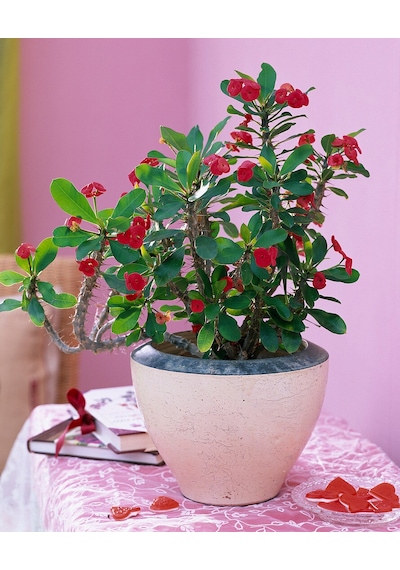 Dikenler Tacı -  Euphorbia milii Kırmızı