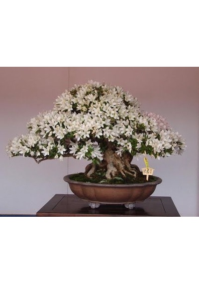 Beyaz Zakkum Bonzai Ağacı Tohumu 5 Tohum + Bonsai Tohumu
