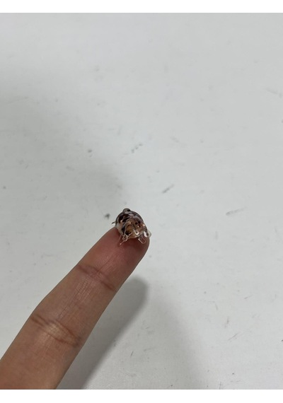 El Yapımı Mini Murano Cam Koyun Biblo A167-02