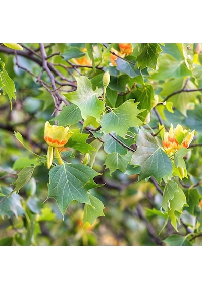 Lale Ağacı Fidanı - 2 Yaş Saksılı Liriodendron Tulipifera