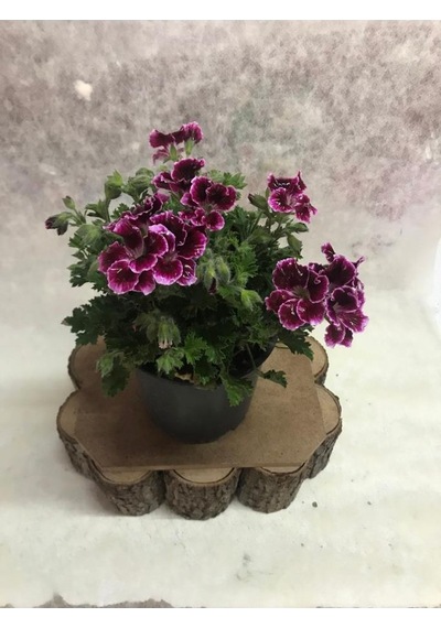 Bordo Ceylangözü Hanımefendi 10-20 Cm