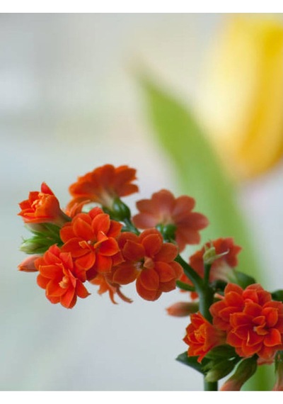Turuncu Kalanşo Emel Hanım Çiçeği Fidanı 15-35cm Çiçekli Bodur Bitkiler Orange Kalanchoe