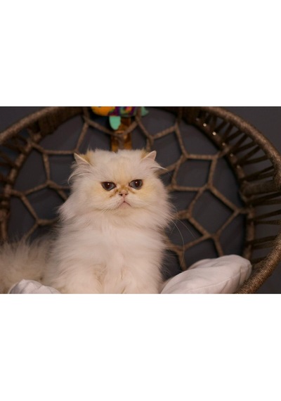Kedi Köpek Kalorifer Askılı Yatak