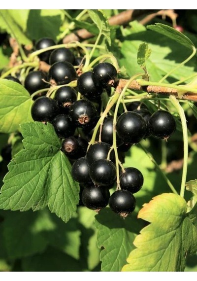 Karayemiş Fidanı Laurocerasus Officinalis ,2 Adet