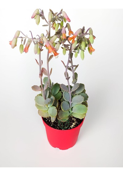 Bryophyllum Fedtschenkoi Kalanchoe Sukulent 8.5 Cm Saksıda